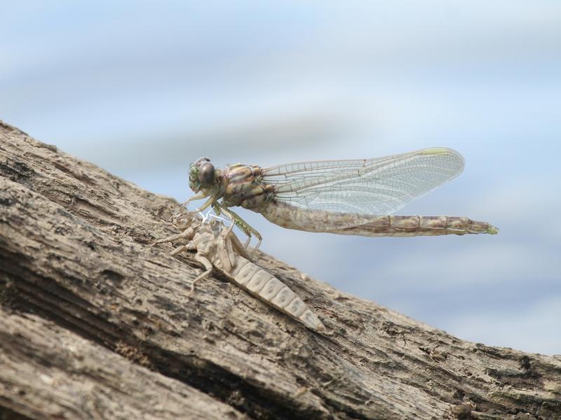 Photo of Elusive Clubtail