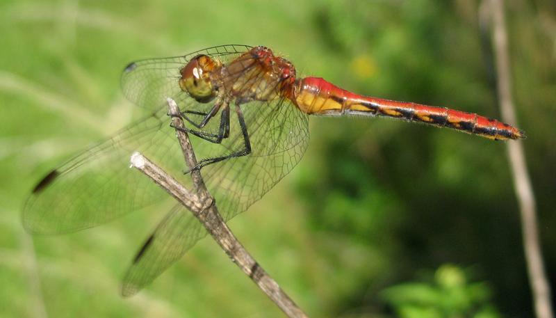 Photo of Ruby Meadowhawk