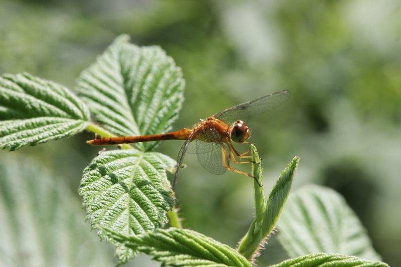 Photo of Autumn Meadowhawk