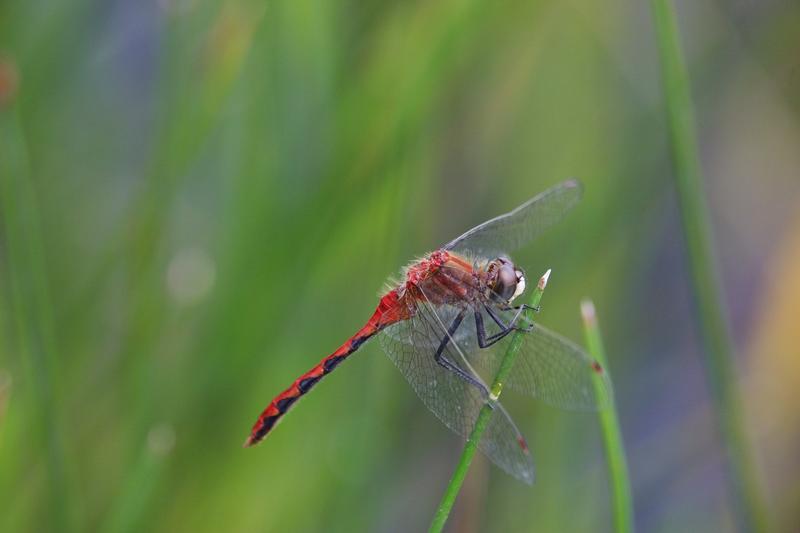 Photo of White-faced Meadowhawk