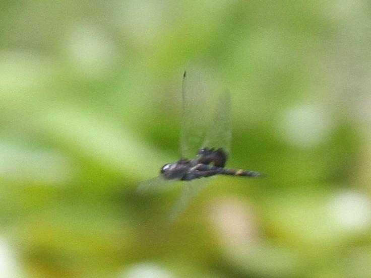 Photo of Black Saddlebags