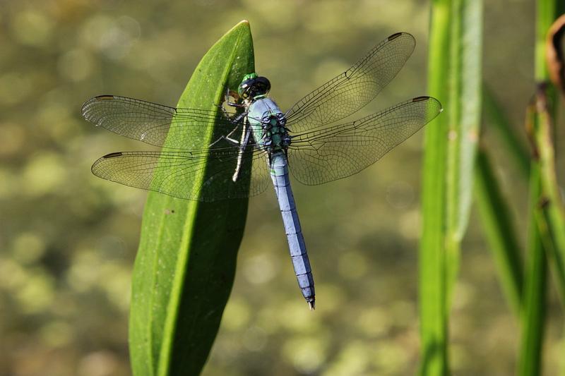 Photo of Eastern Pondhawk