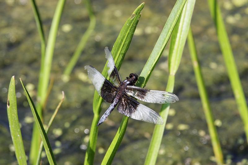Photo of Widow Skimmer