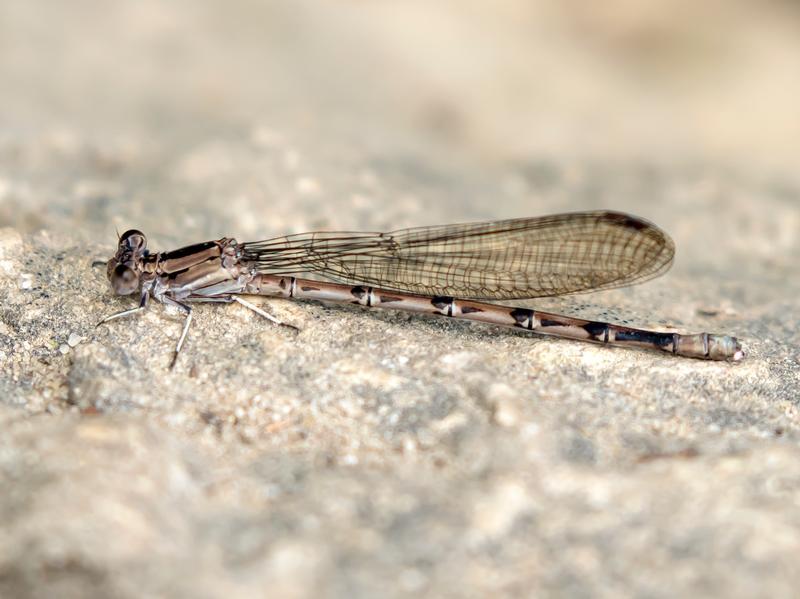 Photo of Springwater Dancer