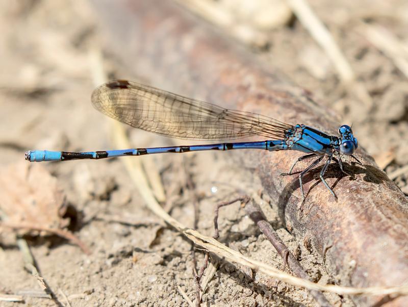 Photo of Springwater Dancer