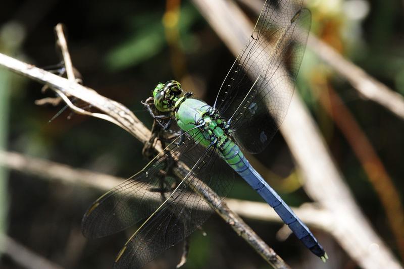 Photo of Eastern Pondhawk