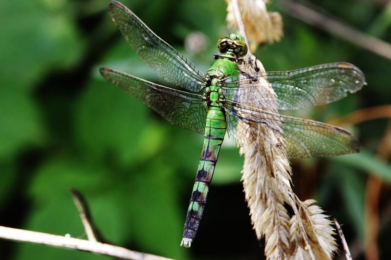 Photo of Eastern Pondhawk