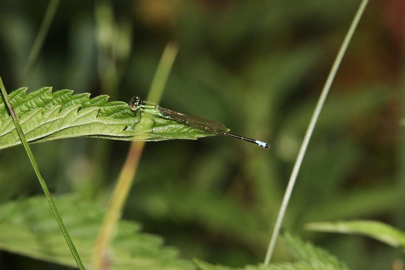 Photo of Eastern Forktail