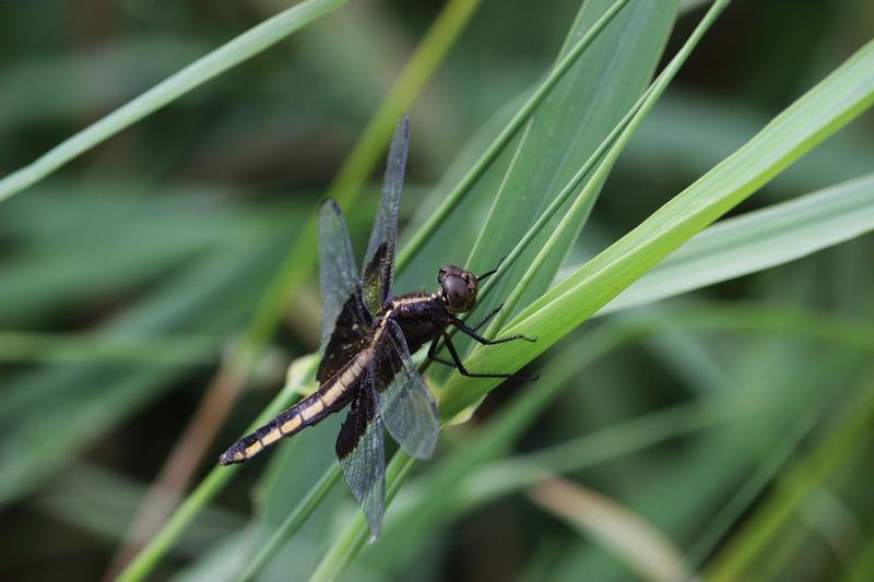 Photo of Widow Skimmer