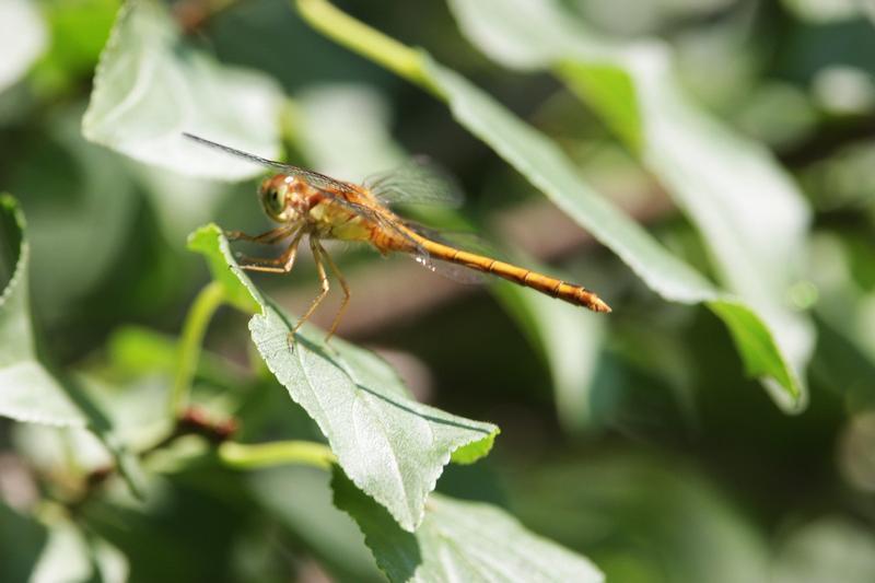 Photo of Autumn Meadowhawk