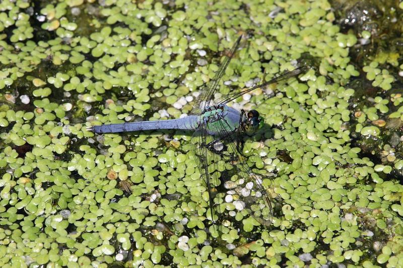 Photo of Eastern Pondhawk