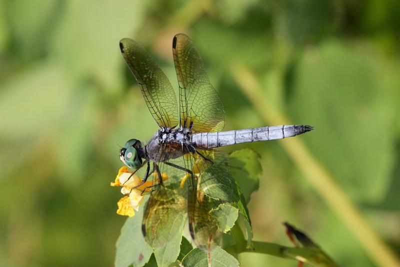Photo of Blue Dasher