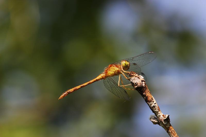 Photo of Autumn Meadowhawk