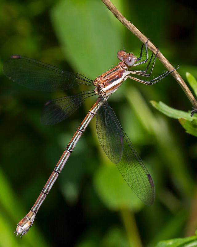 Photo of Great Spreadwing