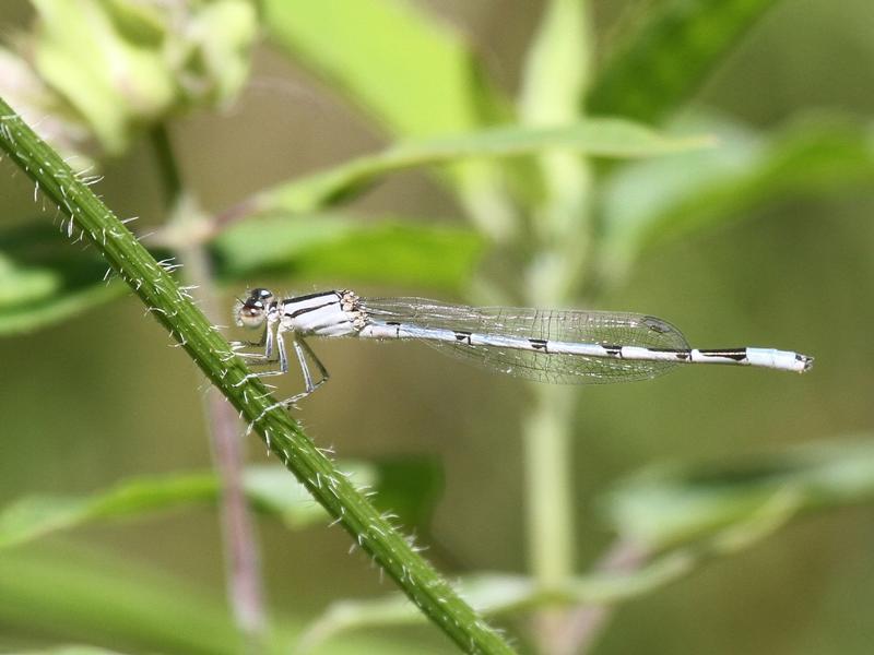 Photo of Familiar Bluet