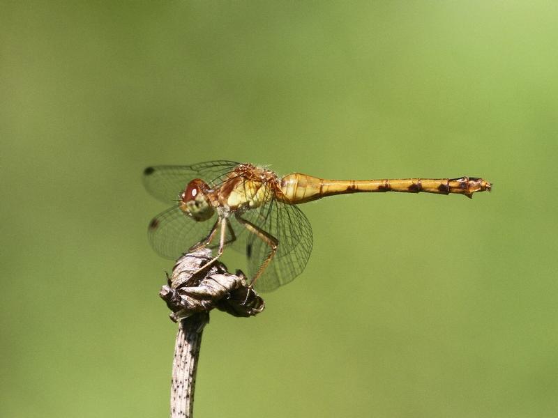 Photo of Autumn Meadowhawk