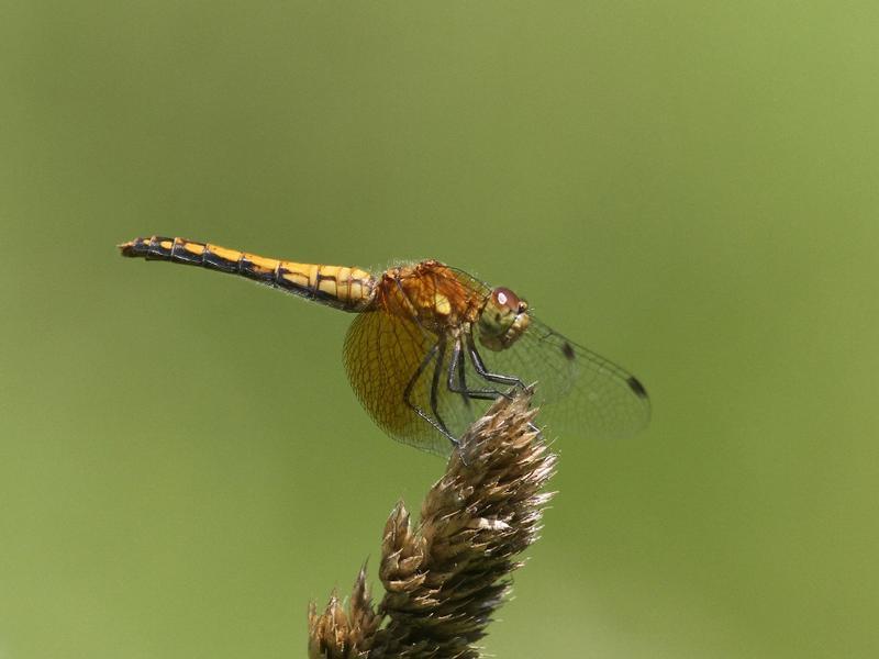 Photo of Band-winged Meadowhawk