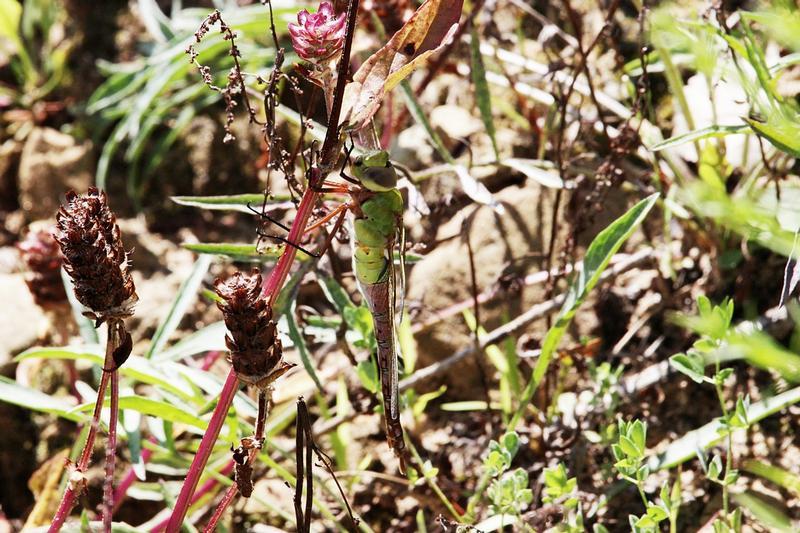 Photo of Common Green Darner