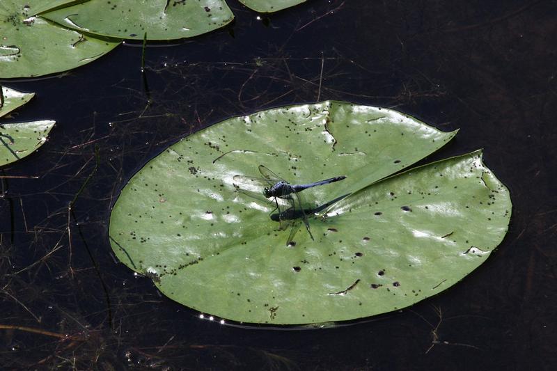 Photo of Eastern Pondhawk