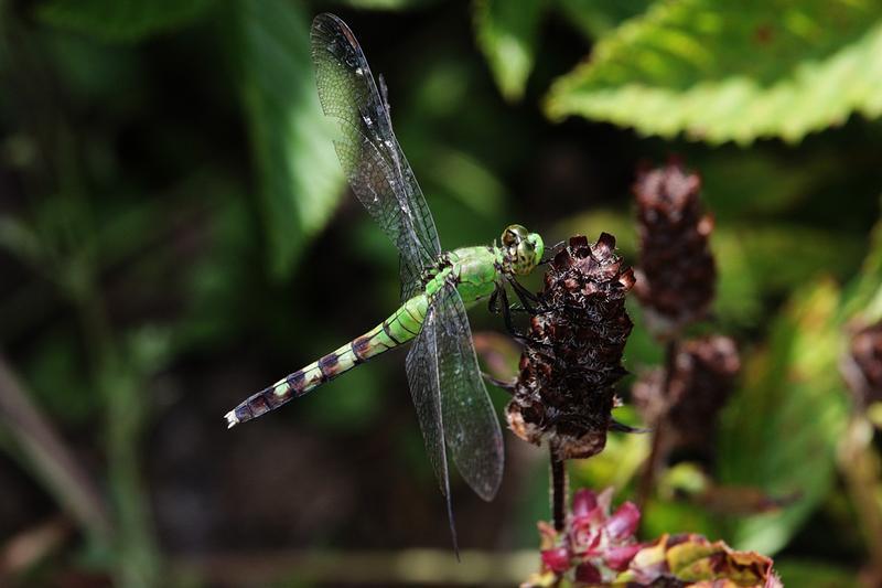 Photo of Eastern Pondhawk