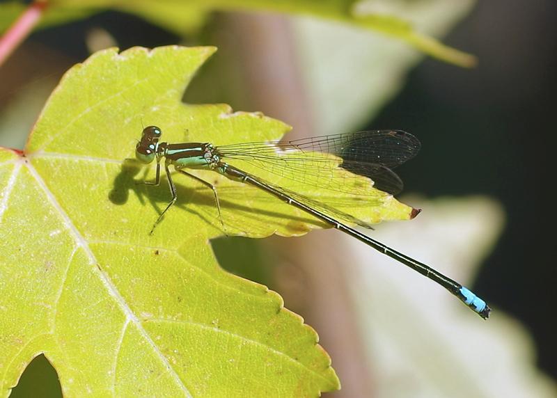 Photo of Eastern Forktail