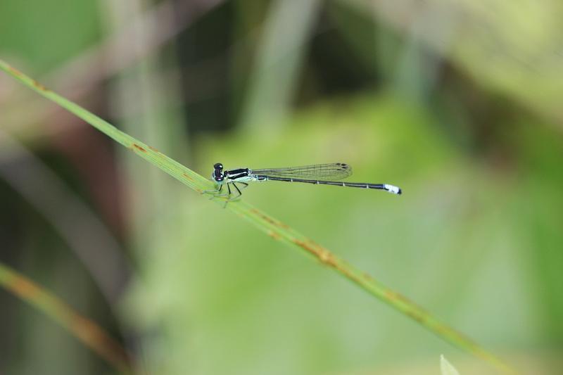 Photo of Eastern Forktail