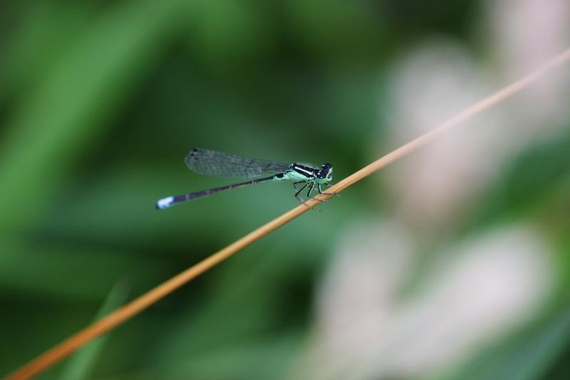 Photo of Eastern Forktail
