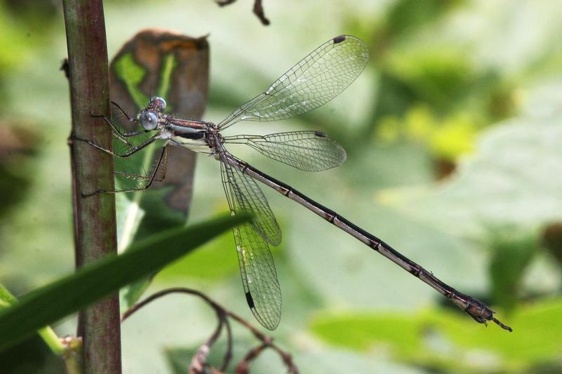 Photo of Slender Spreadwing