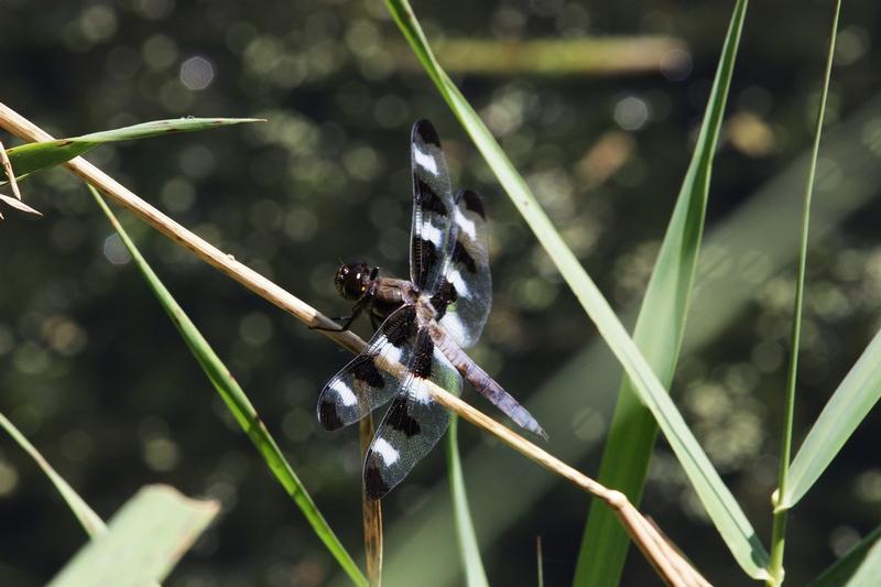 Photo of Twelve-spotted Skimmer