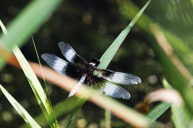 Photo of Widow Skimmer
