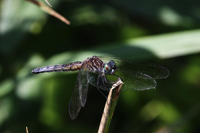 Photo of Blue Dasher