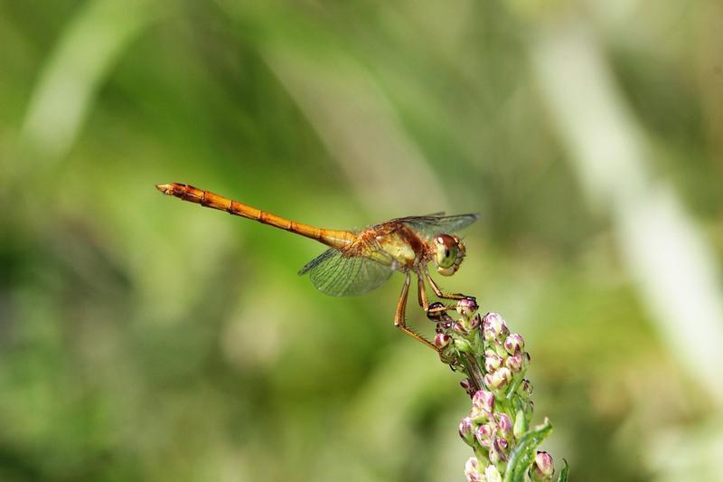 Photo of Autumn Meadowhawk