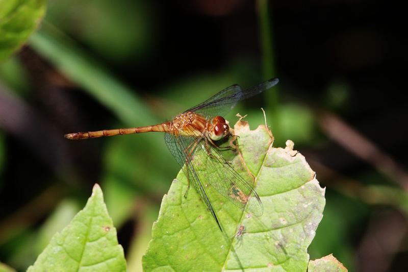 Photo of Autumn Meadowhawk