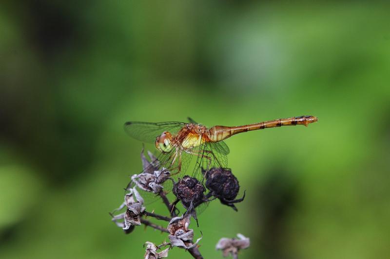 Photo of Autumn Meadowhawk