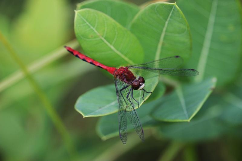 Photo of White-faced Meadowhawk