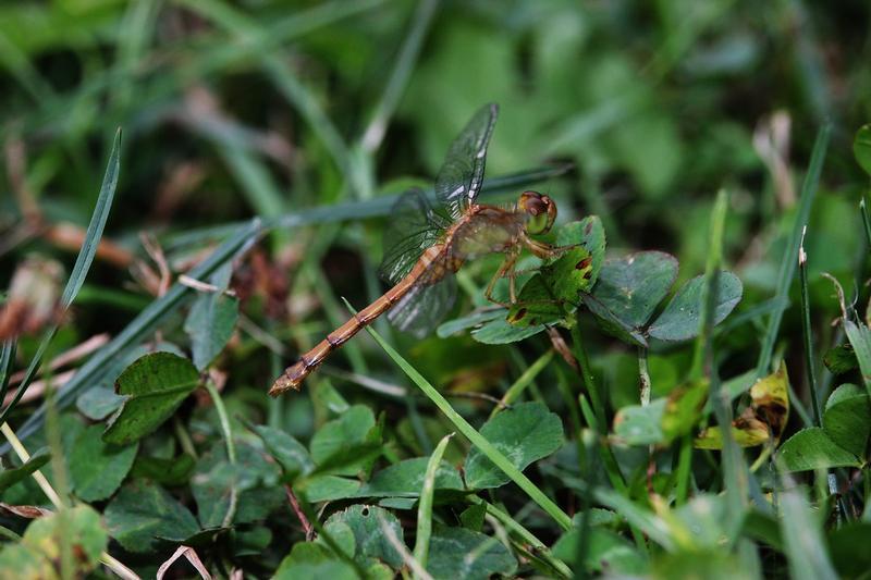 Photo of Autumn Meadowhawk