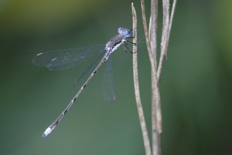 Photo of Spotted Spreadwing