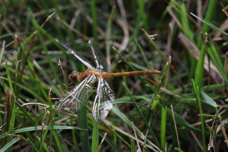 Photo of Autumn Meadowhawk