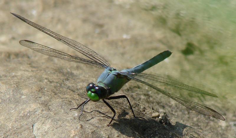 Photo of Eastern Pondhawk