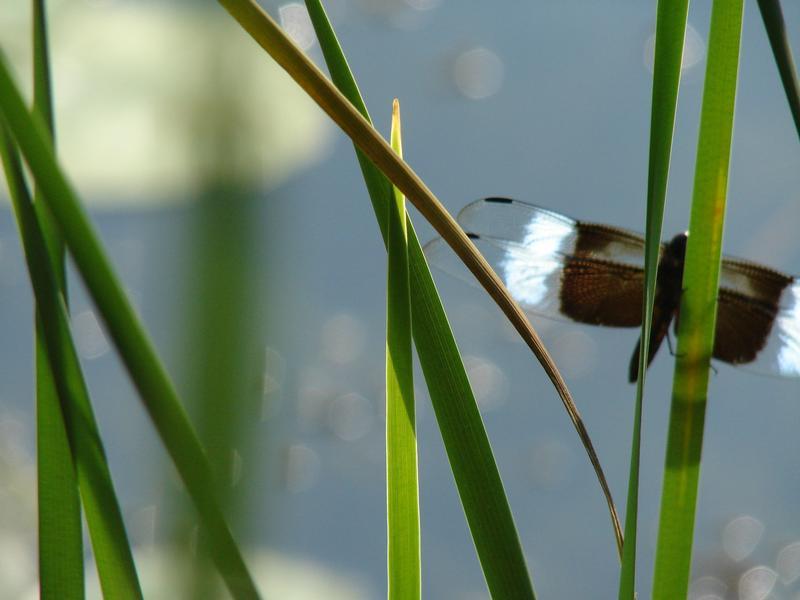 Photo of Widow Skimmer