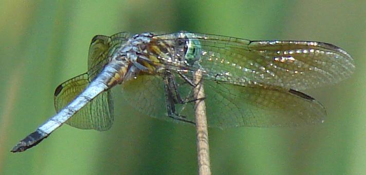 Photo of Blue Dasher