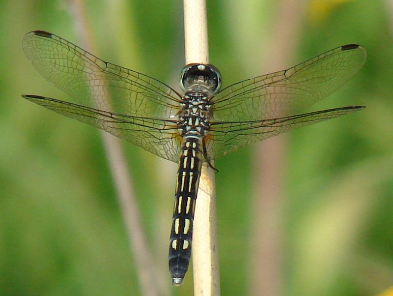 Photo of Blue Dasher
