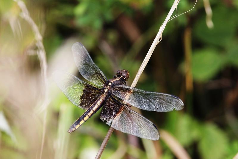 Photo of Widow Skimmer