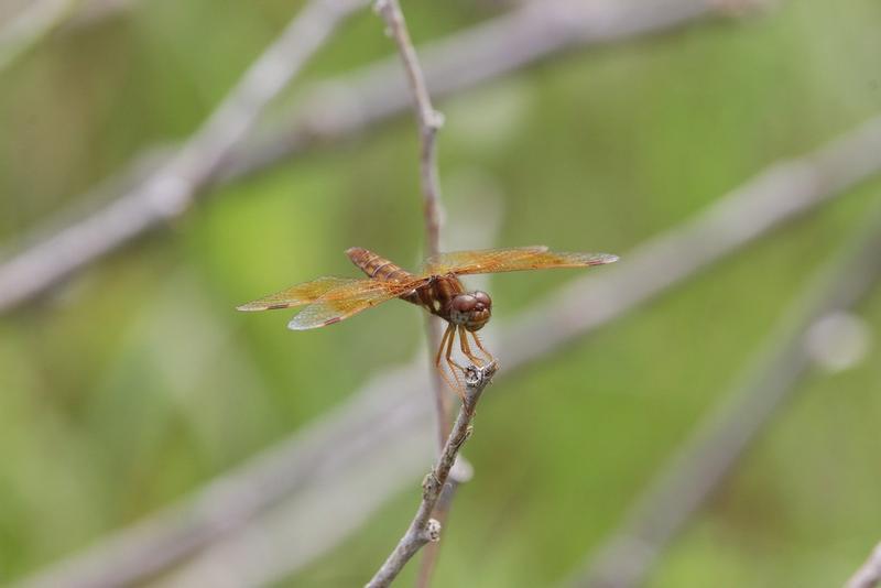 Photo of Eastern Amberwing