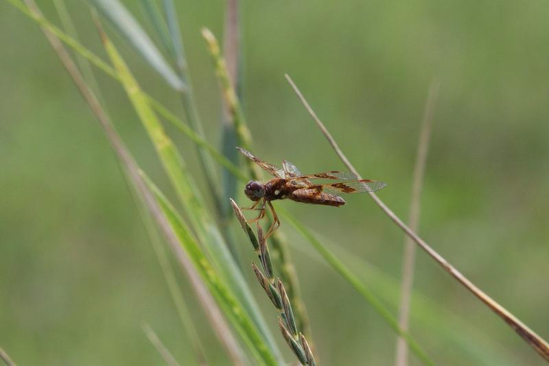 Photo of Eastern Amberwing