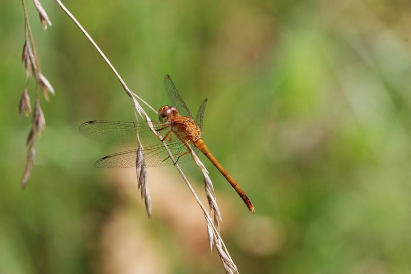 Photo of Autumn Meadowhawk