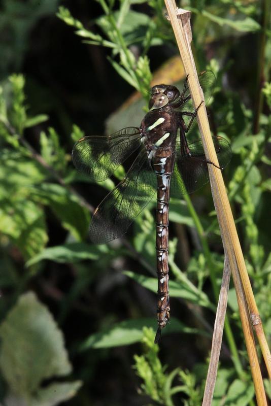 Photo of Shadow Darner