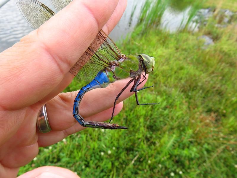 Photo of Common Green Darner