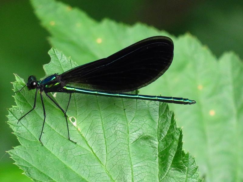 Photo of Ebony Jewelwing