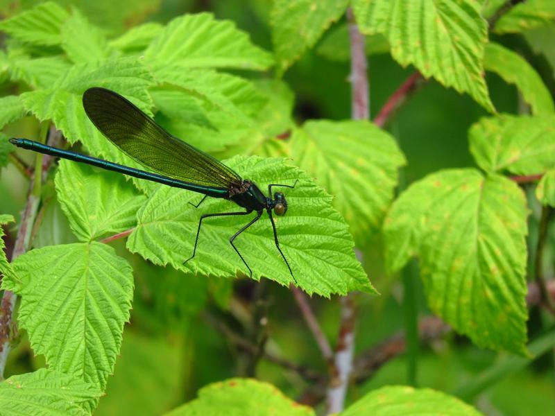 Photo of River Jewelwing
